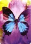 Butterfly Affirmations