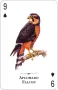 Birds of Prey of the Natural World Playing Cards